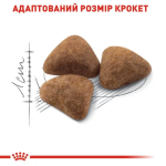 غذای خشک گربه رویال کنین ایندور Royal Canin Indoor وزن 10 کیلوگرم - تصویر 3