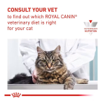 غذای خشک درمانی گربه رویال کنین رنال اسپشیال Royal Canin Renal Special وزن 2 کیلوگرم