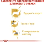 پوچ سگ رویال کنین پودل Royal Canin Poodel وزن 85 گرم