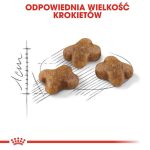 غذای خشک بچه گربه رویال کنین Royal Canin Kitten وزن 400 گرم - تصویر 3
